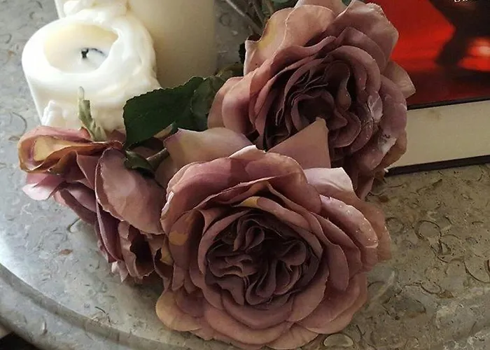 Purple Dog Aparthotel León